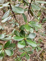 Myrsine lessertiana
