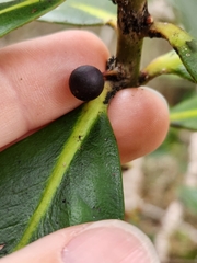 Myrsine lessertiana