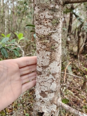 Myrsine lessertiana