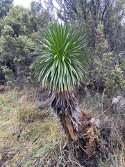 Argyroxiphium grayanum