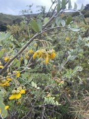 Sophora chrysophylla