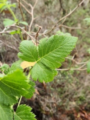 Rubus hawaiensis