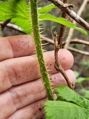 Rubus hawaiensis