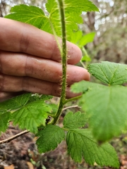 Rubus hawaiensis