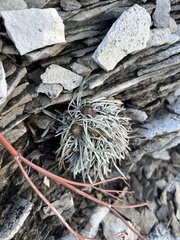 Townsendia hookeri