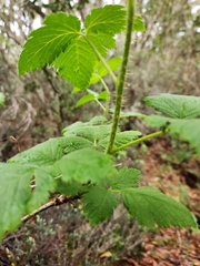 Rubus hawaiensis