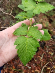 Rubus hawaiensis