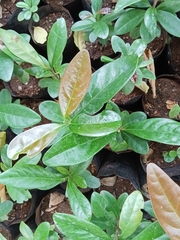 Diospyros ovalifolia