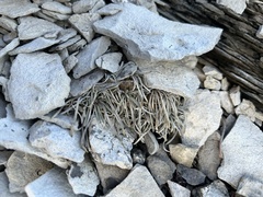 Townsendia hookeri