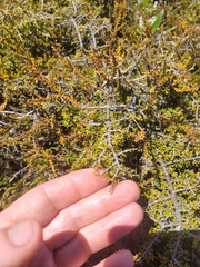 Coprosma cheesemanii