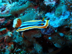 Chromodoris magnifica