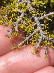 Coprosma cheesemanii