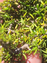 Coprosma cheesemanii