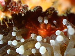 Achaeus japonicus
