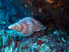 Charonia tritonis