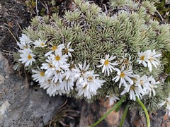 Celmisia sessiliflora