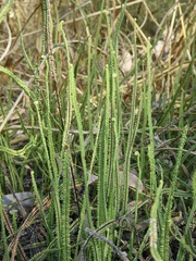 Pteris platyzomopsis