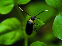 Paratriarius