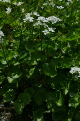 Cardamine asarifolia