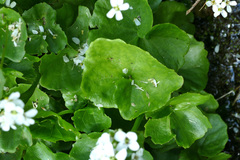 Cardamine asarifolia