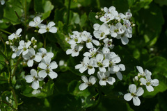 Cardamine asarifolia