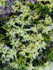 Anisotome
