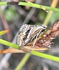 Anydraula glycerialis