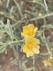 Sida trichopoda