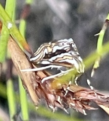 Anydraula glycerialis