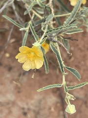 Sida trichopoda