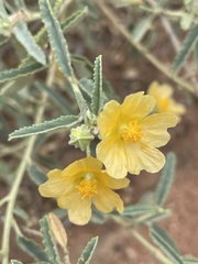 Sida trichopoda