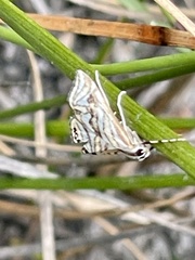 Anydraula glycerialis