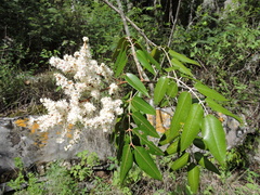 Decatropis bicolor