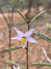 Solanum galbinum
