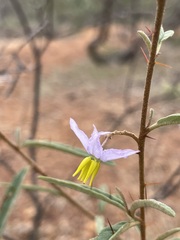 Solanum galbinum