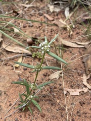 Spermacoce brachystema