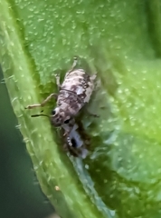 Araecerus