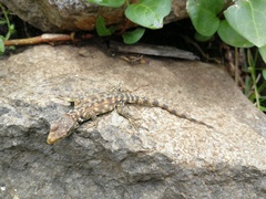 Pseudocordylus subviridis