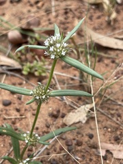 Spermacoce brachystema