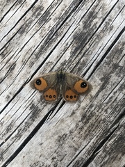 Argyrophenga antipodum