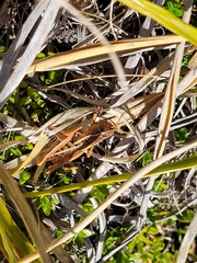 Sigaus australis