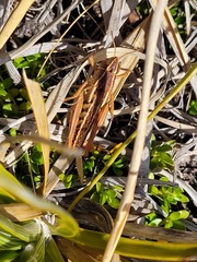 Sigaus australis