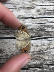 Argyrophenga antipodum