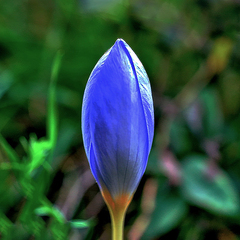 Crocus