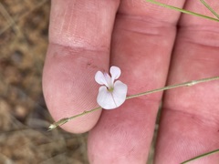 Tephrosia leptoclada