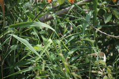 Crocothemis