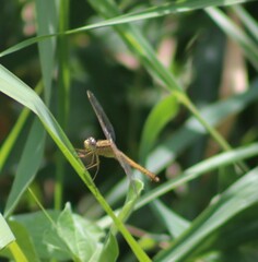 Crocothemis