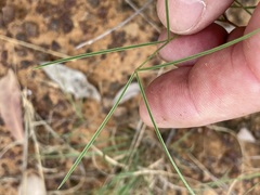 Tephrosia leptoclada