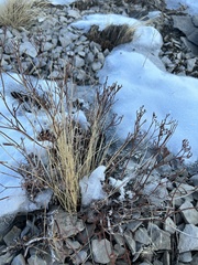 Eriogonum brevicaule brevicaule