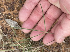 Tephrosia leptoclada